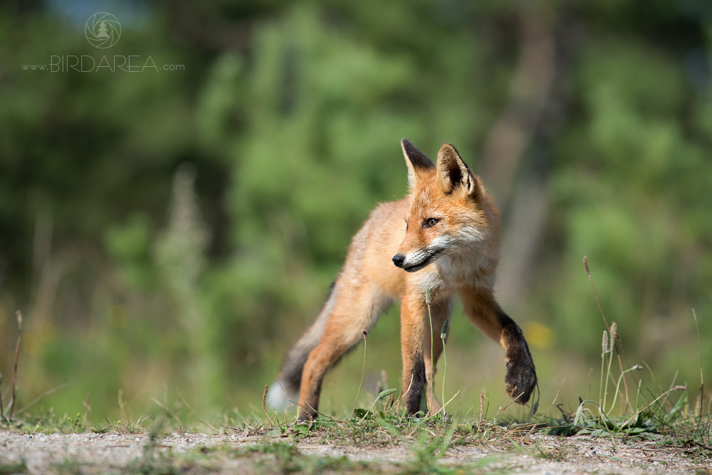 Liška obecná, Red Fox, Vulpes vulpes