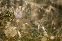 Pavučiny, cobwebs