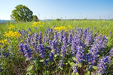 Zběhovec lesní, Ajuga genevensis