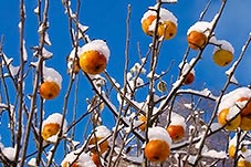 Apple Tree, Malus domestica