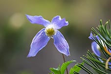 Plamének alpský, Clematis alpina