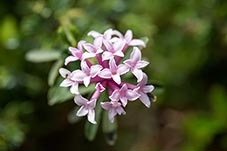 Striated daphne, Daphne striata