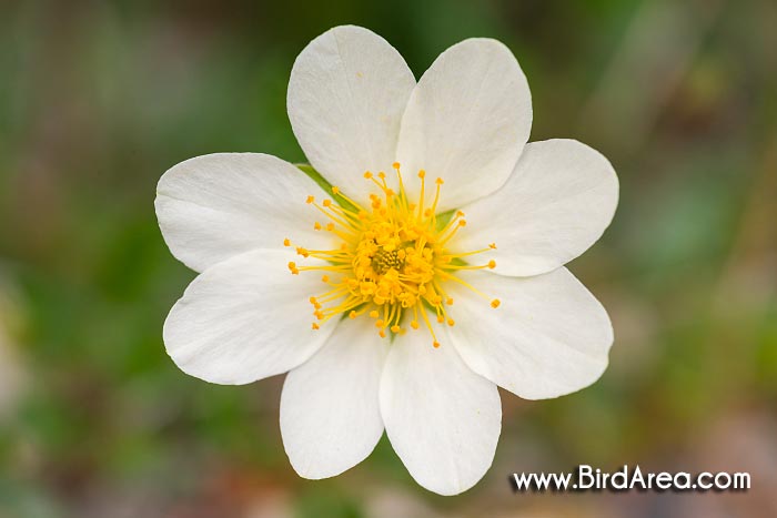 Mountain Avens, Eight-petal Mountain-avens, Eightpetal Mountain-avens (Dryas octopetala)