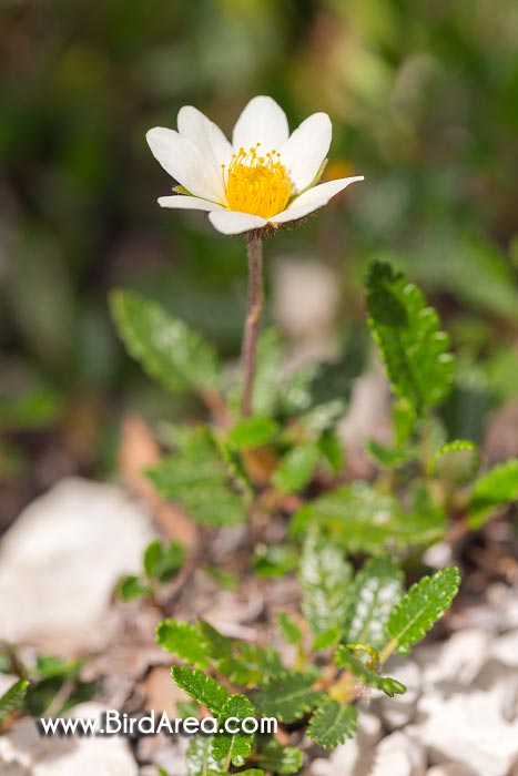 Mountain Avens, Eight-petal Mountain-avens, Eightpetal Mountain-avens (Dryas octopetala)