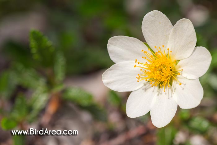 Mountain Avens, Eight-petal Mountain-avens, Eightpetal Mountain-avens (Dryas octopetala)