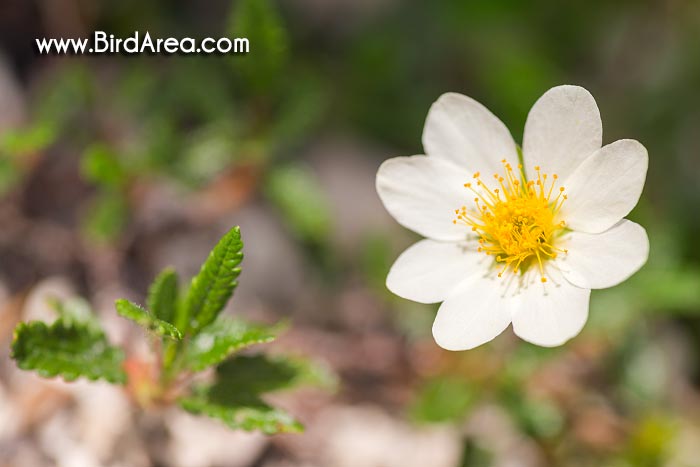 Mountain Avens, Eight-petal Mountain-avens, Eightpetal Mountain-avens (Dryas octopetala)