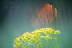 Pryšec chvojka, Cypress Spurge, Euphorbia cyparissias