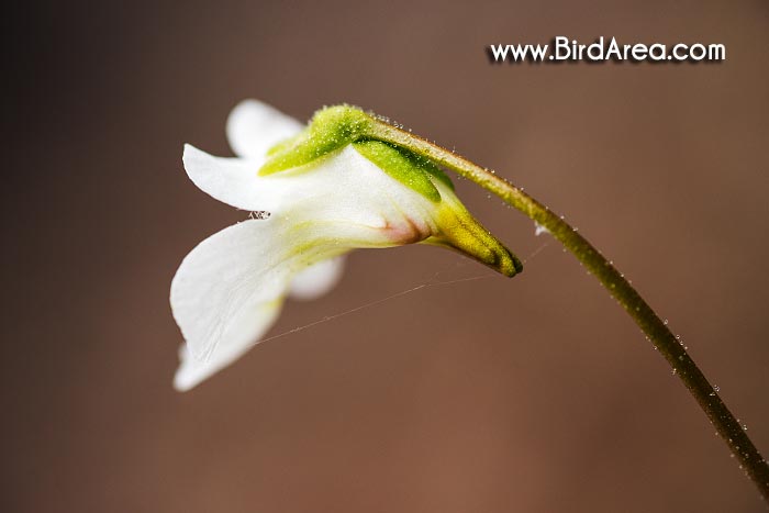 Tučnice alpská  (Pinguicula alpina, Pinguicula flavescens)