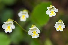 Tučnice alpská, Pinguicula alpina