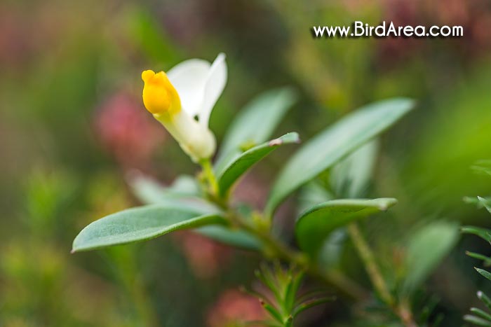 Shrubby Milkwort (Polygala chamaebuxus, Polygaloides chamaebuxus, Chamaebuxus alpestris, Chamaebuxus coriacea)