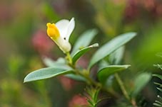 Zimostrázek alpský, Polygala chamaebuxus