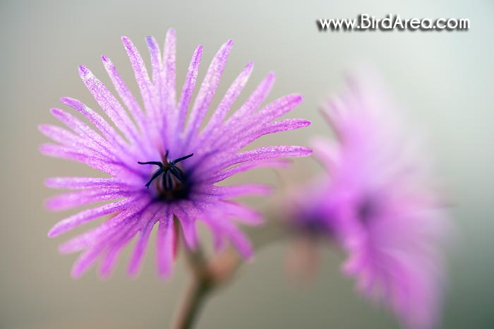 Dřípatka alpská (Soldanella alpina)