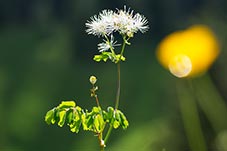 French Meadow-rue, Thalictrum aquilegiifolium