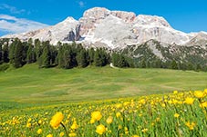 Globeflower, Trollius altissimus