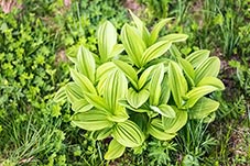 White False Hellebore, Veratrum album