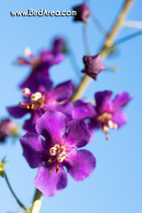 Divizna brunátná (Verbascum phoeniceum)