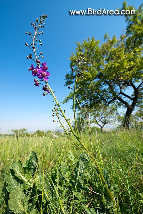 Divizna brunátná (Verbascum phoeniceum)