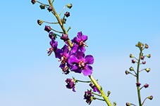 Purple Mullein, Verbascum phoeniceum