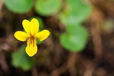 Alpine Yellow-violet, Viola biflora