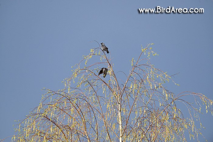 Chránené vtáčie územie Dubnické štrkovisko