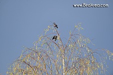 Kavka obecná (Corvus monedula, Coloeus monedula)