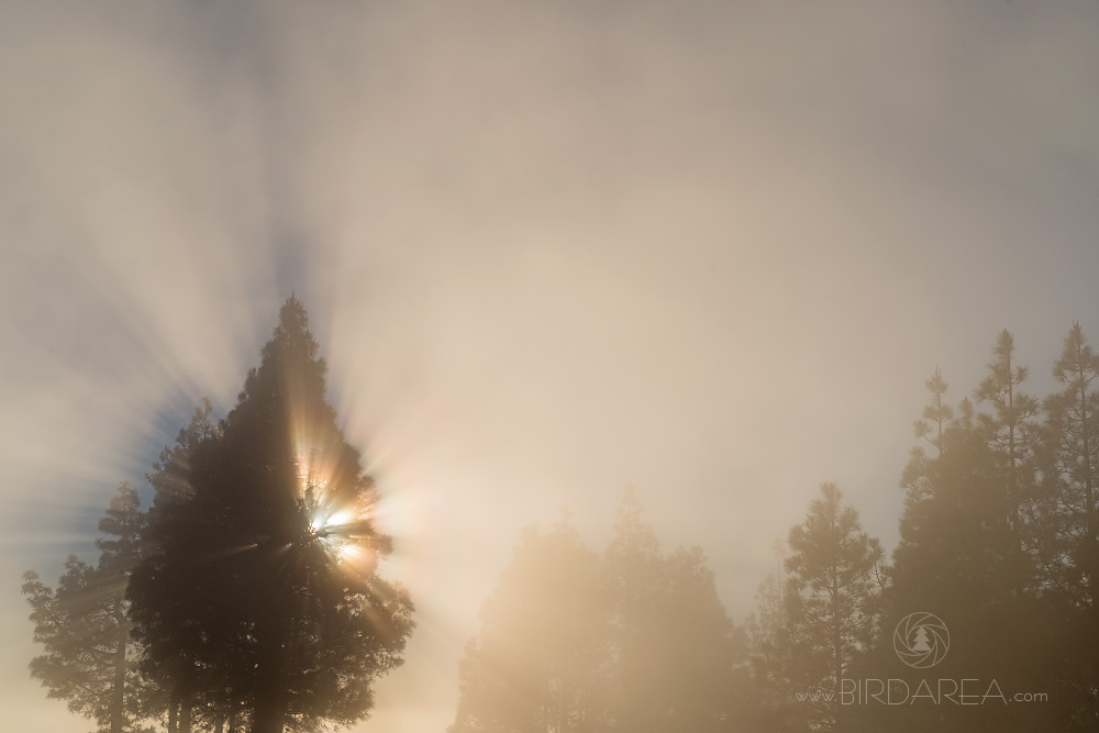 Mlha, fog, Gran Canaria