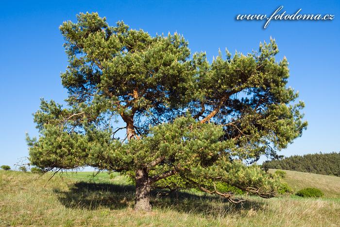 Borovice lesní, Pinus sylvestris