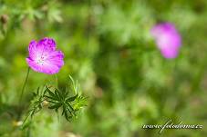 Fotografie Gig_4042227, Kakost krvavý, Geranium sanguineum