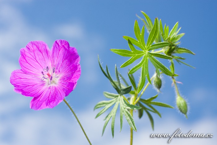 Kakost krvavý, Geranium sanguineum