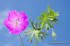 Fotografie Gig_4042237, Kakost krvavý, Geranium sanguineum