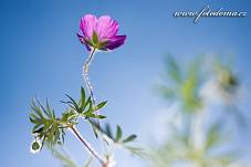 Fotografie Gig_4042240, Kakost krvavý, Geranium sanguineum