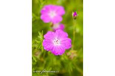 Fotografie Gig_4042246, Kakost krvavý, Geranium sanguineum