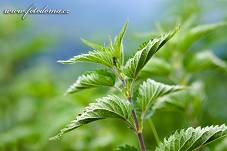 Fotografie Gig_4042181, Kopřiva dvoudomá, Urtica dioica