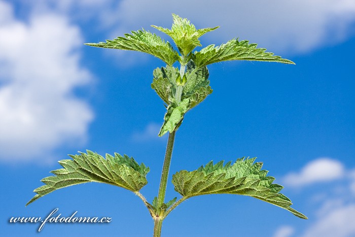 Kopřiva dvoudomá, Urtica dioica