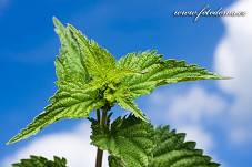 Fotografie Gig_4042268, Kopřiva dvoudomá, Urtica dioica