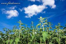 Fotografie Gig_4042279, Kopřiva dvoudomá, Urtica dioica