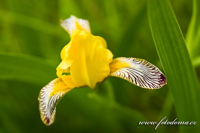 Kosatec různobarvý, Iris variegata