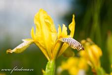 Fotografie Gig_4042244, Kosatec různobarvý, Iris variegata