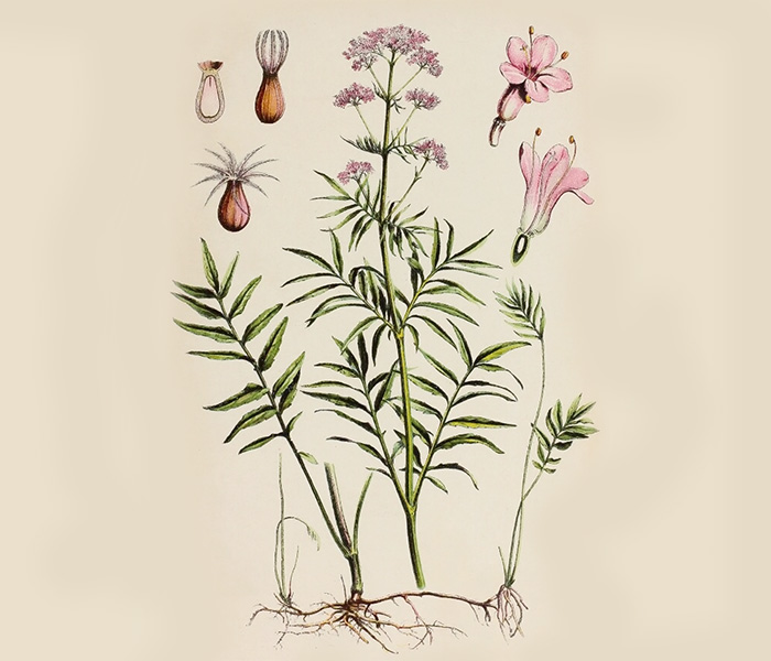 Kozlík lékařský, Valeriana officinalis