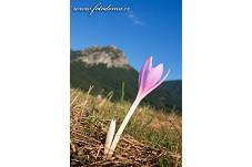 Fotografie Gig_4043520, Ocún jesenní, Colchicum autumnale