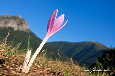 Fotografie Gig_4043524, Ocún jesenní, Colchicum autumnale