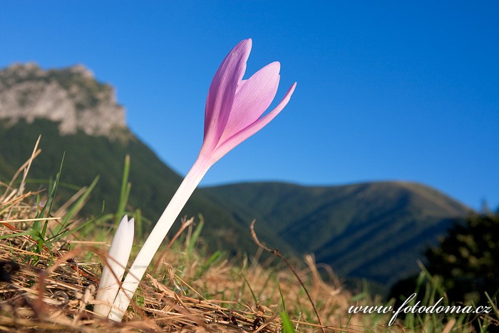 Ocún jesenní, Colchicum autumnale