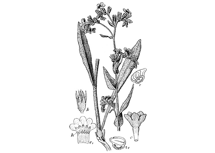 Pilát lékařský, Anchusa officinalis