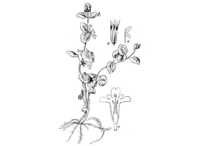Popenec obecný, Glechoma hederacea