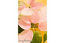 Fotografie Gig_4040701, Pryšec nádherný, Euphorbia pulcherrima