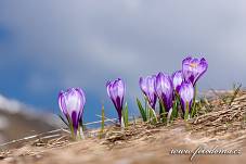 Fotografie Gig_4041366, Šafrán bělokvětý, Crocus vernus