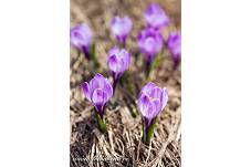 Fotografie Gig_4041370, Šafrán bělokvětý, Crocus vernus