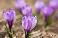 Fotografie Gig_4041371, Šafrán bělokvětý, Crocus vernus