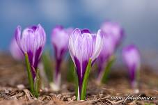 Fotografie Gig_4041372, Šafrán bělokvětý, Crocus vernus