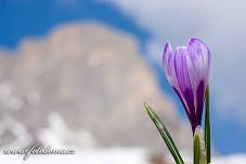 Fotografie Gig_4041377, Šafrán bělokvětý, Crocus vernus